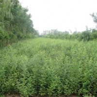 黄刺玫