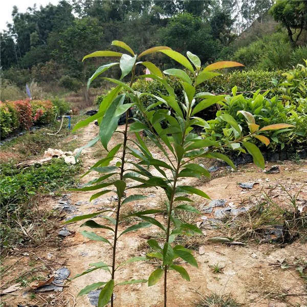 木荷小苗/桃金娘小苗/红锥小苗