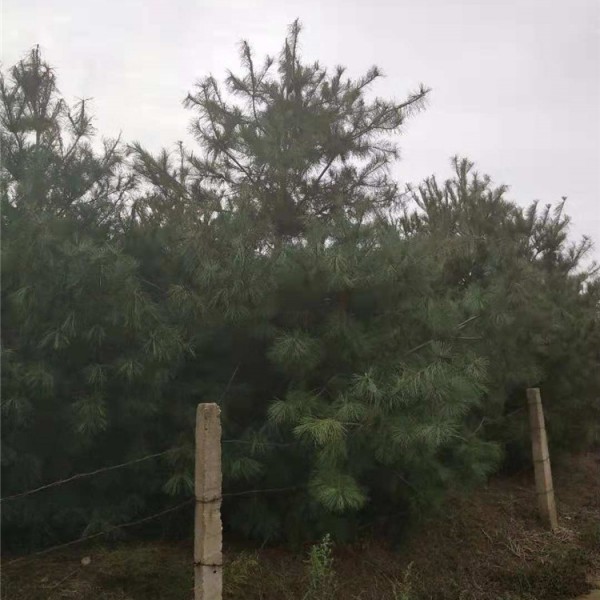 华山松