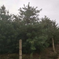 华山松