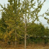 桂花树基地|银杏树基地