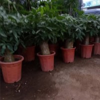 发财树