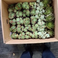 多肉植物
