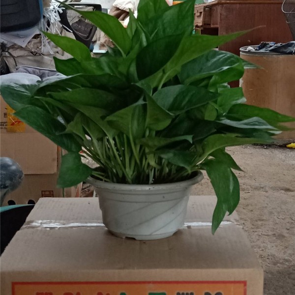 绿萝