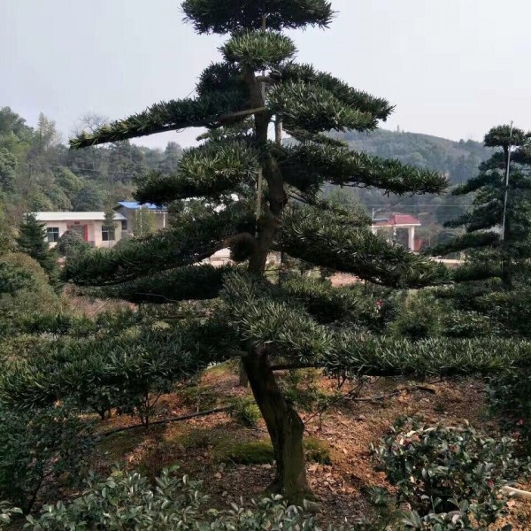 香樟、罗汉松基地