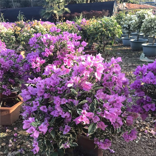 三角梅、山樱花基地