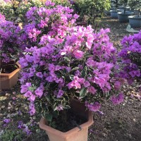 三角梅、山樱花基地
