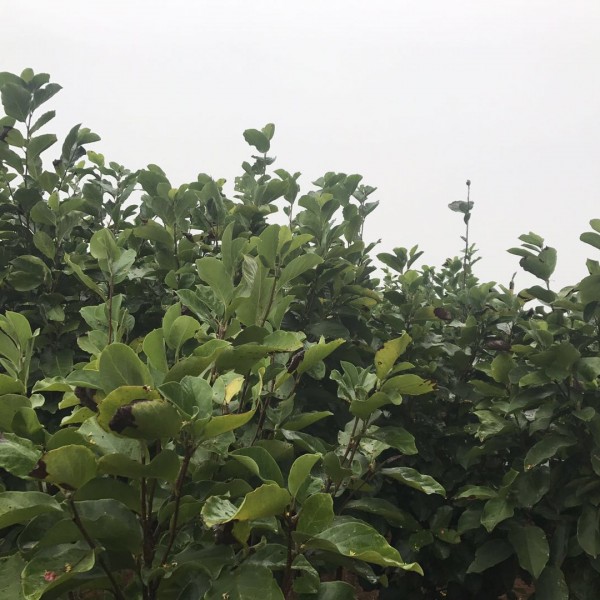 高杆早樱、红玉兰基地