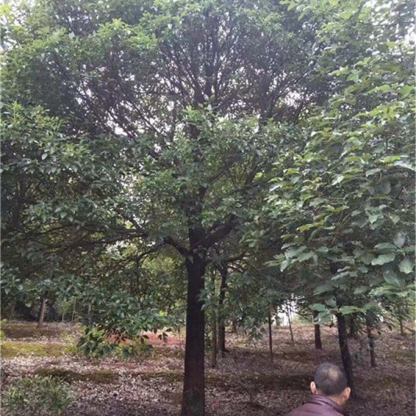 野生全冠香樟