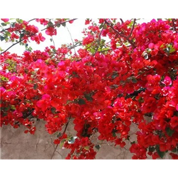 红花三角梅开花