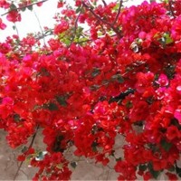 红花三角梅开花