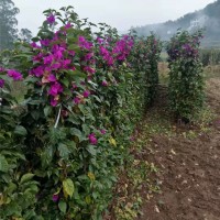 紫花三角梅藤条