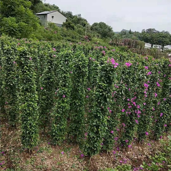 紫花三角梅柱形