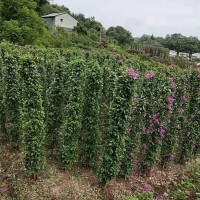 紫花三角梅柱形