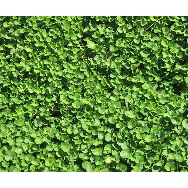 马蹄金草草坪