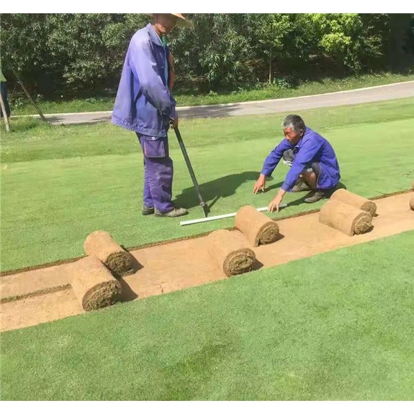 剪股颖草坪