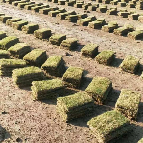 马尼拉草坪