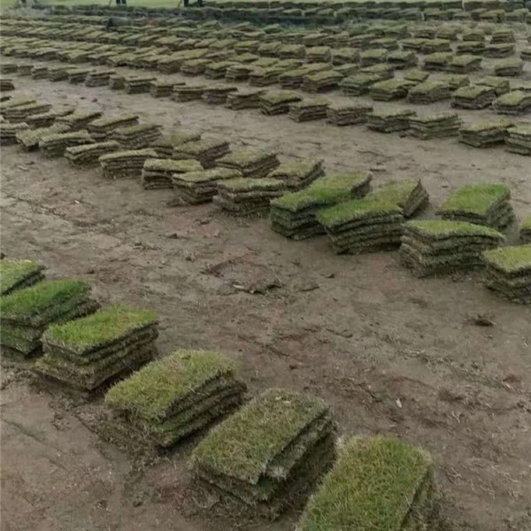 马尼拉草坪