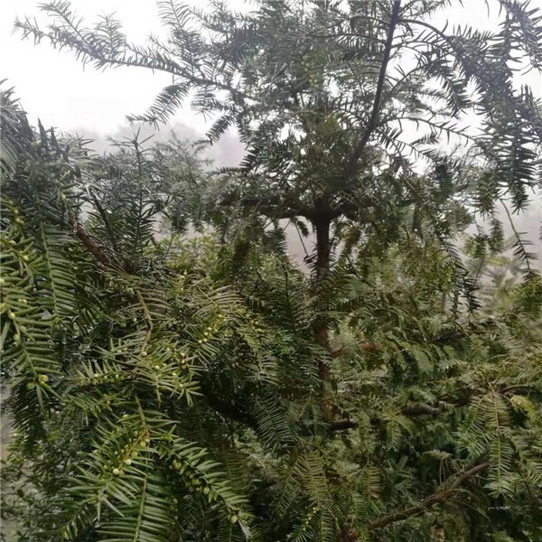 香榧雄树基地