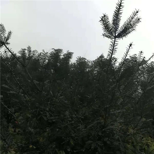 香榧景观树