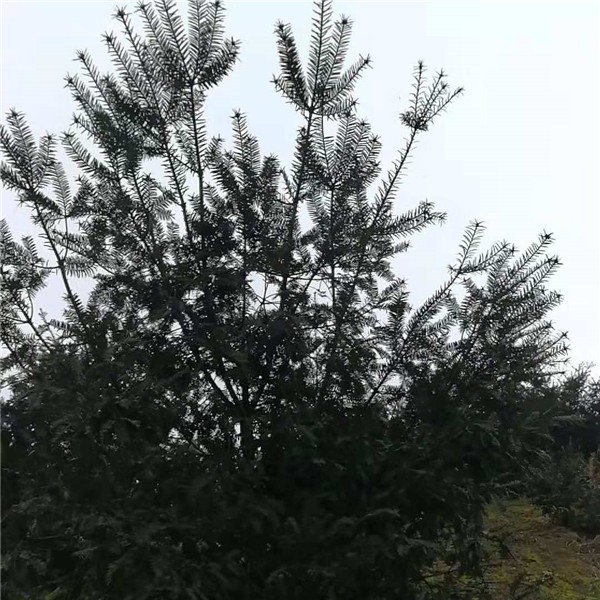 香榧景观树