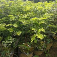 香榧容器2年苗