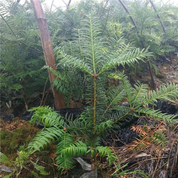 香榧容器苗