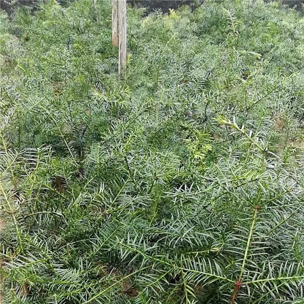 香榧嫁接1年苗