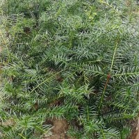 香榧嫁接1年苗