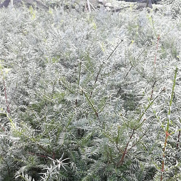 香榧嫁接2年苗