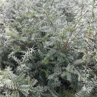 香榧嫁接2年苗