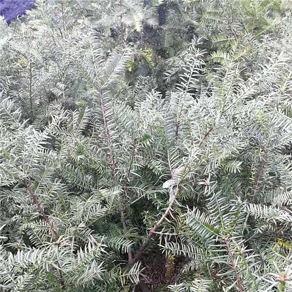 香榧嫁接3年苗
