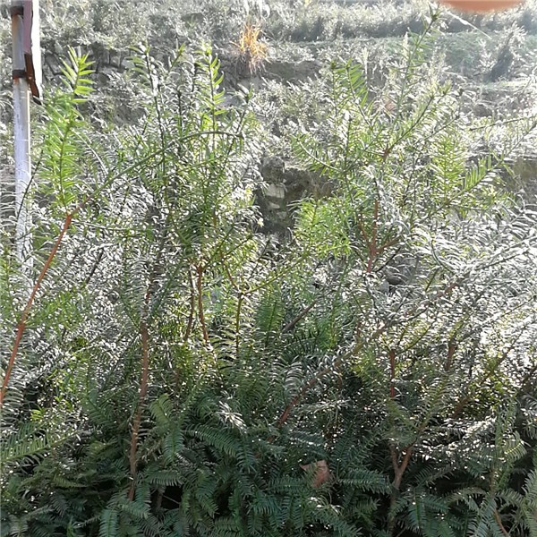 香榧嫁接4年苗