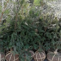 香榧嫁接4年苗