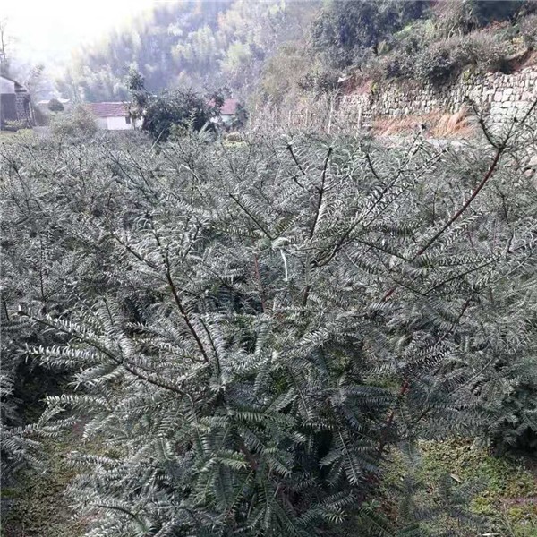 香榧嫁接5年苗