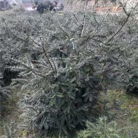 香榧嫁接5年苗
