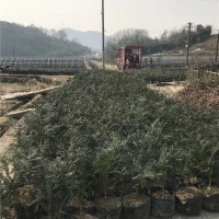 嫁接五公分以上