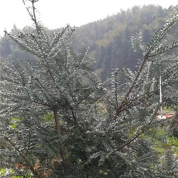 优质香榧苗木基地