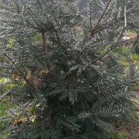 优质香榧苗木基地
