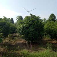 四季桂