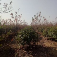 红叶石楠球