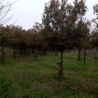 高杆石楠