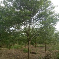 榉树、娜塔栎苗木基地