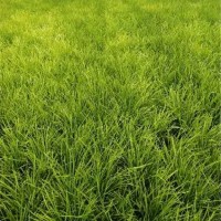 麦冬草批发