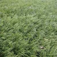 麦冬草批发