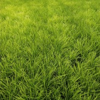 麦冬草基地