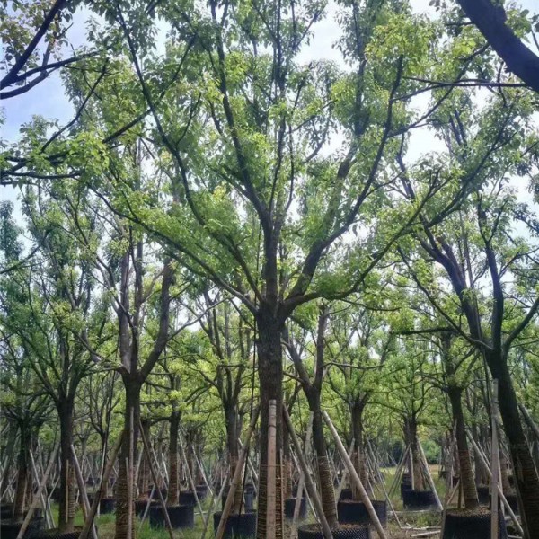 全冠移植香樟