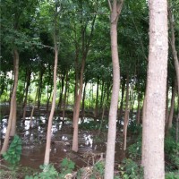 白蜡树