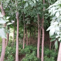 白蜡树