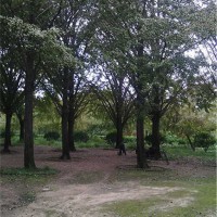银杏树